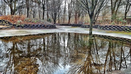 Bare trees reflecting in water