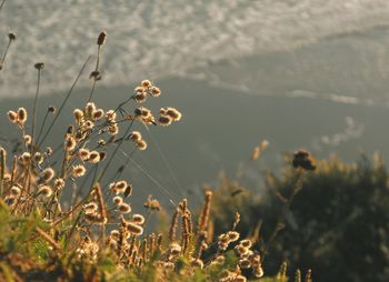 Close-up of flowers blooming in field