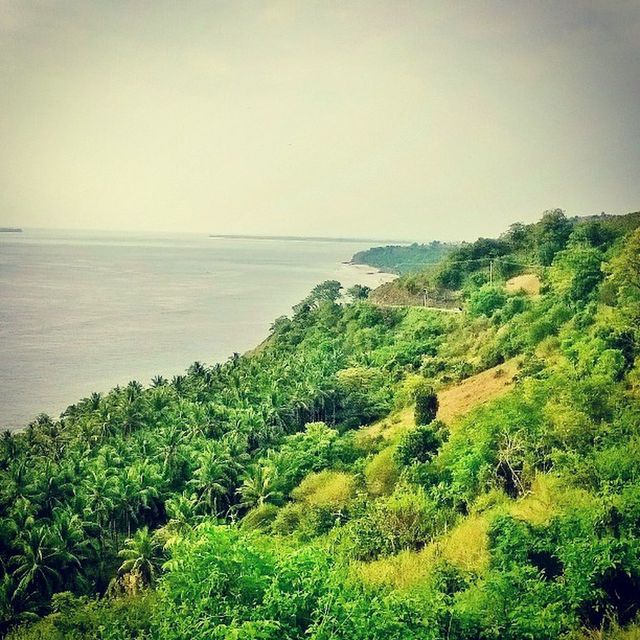 sea, water, horizon over water, tranquil scene, scenics, tranquility, beauty in nature, nature, tree, high angle view, green color, coastline, idyllic, sky, clear sky, plant, growth, seascape, cliff, beach