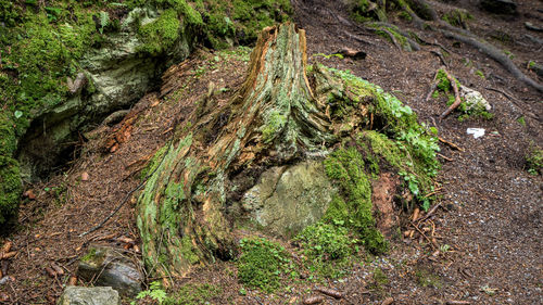 Plants growing on land