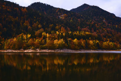 Scenic view of lake by trees in forest against sky