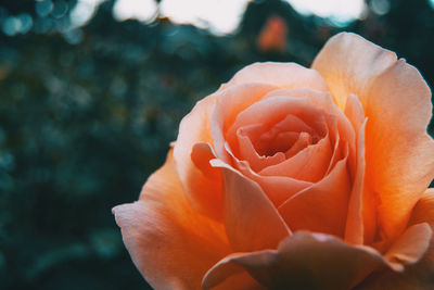 Close-up of orange rose flower