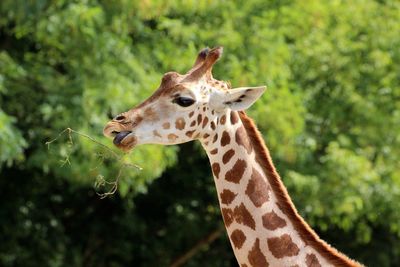 Close up of giraffe