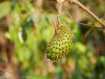 Close-up of fruit on tree