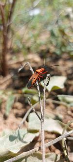 Close-up of butterfly pollinating on flower