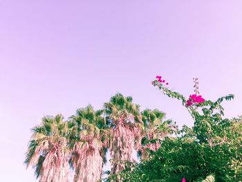 Low angle view of pink flowers against clear sky