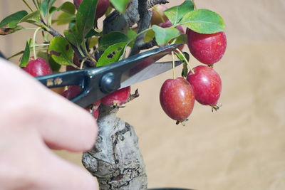 Close-up of hand holding fruit