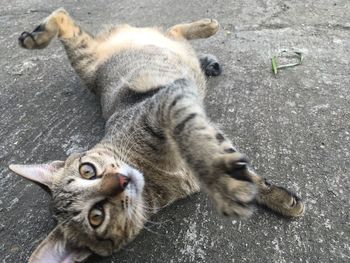 High angle view of cats lying in city