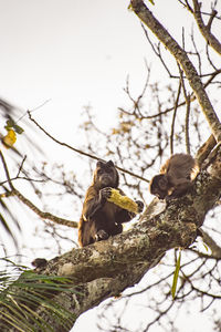 Low angle view of birds perching on branch