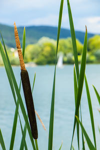 Close-up of plants against lake