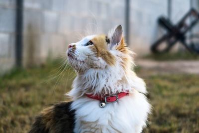 Close-up of cat looking up