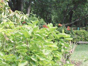 Plants and trees in park