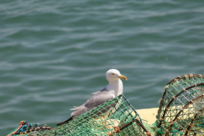 Seagull perching on wooden post by sea