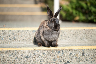 Close-up of rabbit on steps