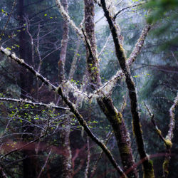 Full frame shot of trees in forest