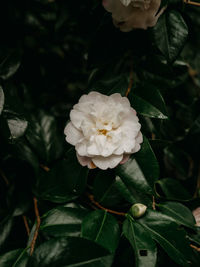 Close-up of white flowering plant