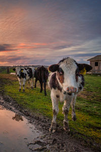 Cows standing in a field