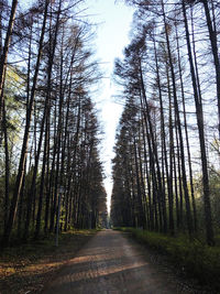 Empty road amidst trees in forest against sky