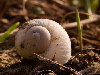 Close-up of mushroom growing on field