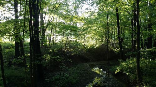 Trees in forest