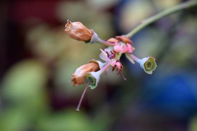 Close-up of flowers blooming outdoors