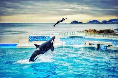 View of bird in swimming pool against sea