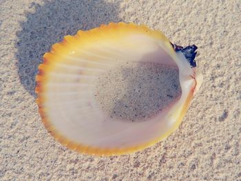 High angle view of shell on sand