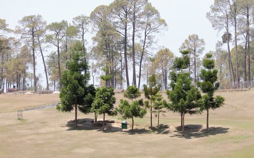 Trees on field against clear sky