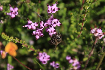 Close-up of bee perching on flower