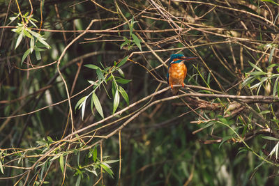 Bird perching on a branch