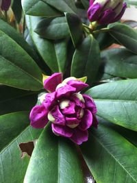 Close-up of pink flower blooming outdoors