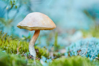 Close-up of mushroom growing on field