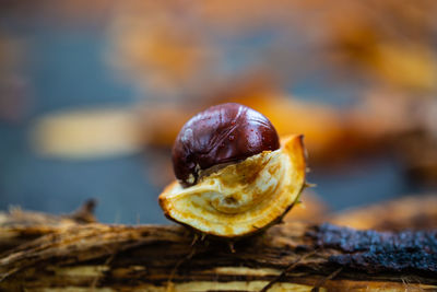 Close-up of shell on dry leaf