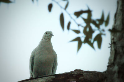 Low angle view of bird perching on a tree