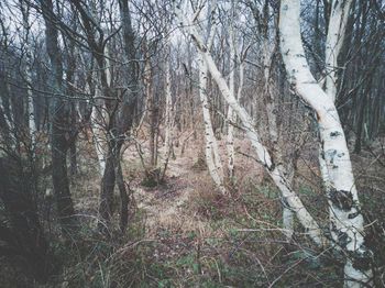 Bare trees in forest