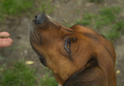 Close-up of person with dog