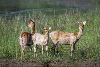 Deer standing in field