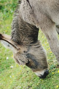 Close-up of rabbit on field