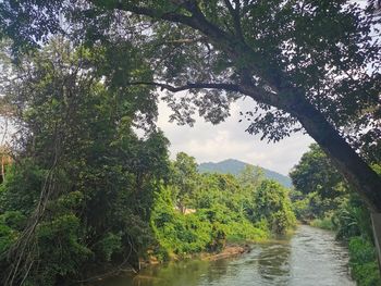 Scenic view of river amidst trees in forest against sky