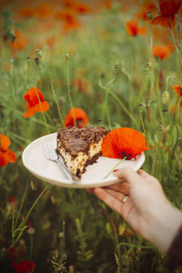 Close-up of hand holding plate with piece od cake and poppy blossom over flower on field