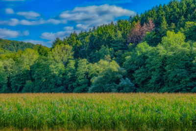 Scenic view of trees on field against sky
