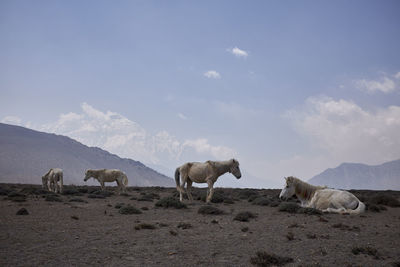 Horses standing on landscape against sky