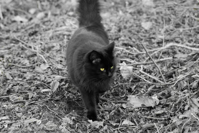Cat looking away on field black and white with a splash of colour 