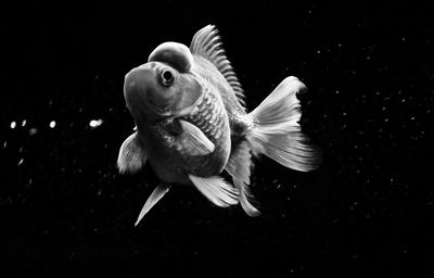 Close-up of fish swimming in aquarium