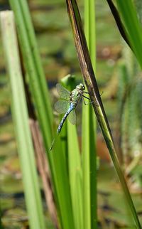 Close-up of insect on grass