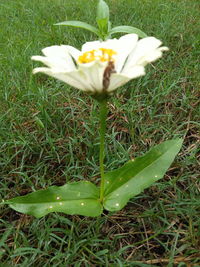 High angle view of fresh white flower on field