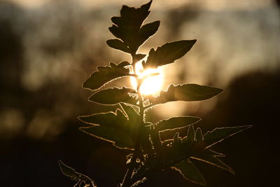 Close-up of plant against sky