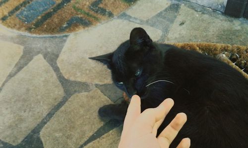 High angle view of black cat on hand