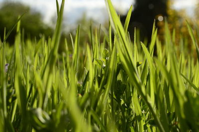 Close-up of grass growing on field