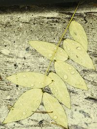 High angle view of yellow leaf in water